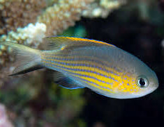 Vanderbuilt Chromis (Chromis vanderbuilti)