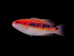 Purple Lyretail Grouper, Variola louti