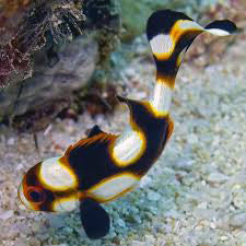Oriental Sweetlips, Plectorhinchus orientalis