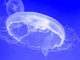 Moon Jellyfish,  Aurelia aurita