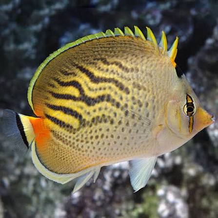 Dot Dash Butterflyfish, Chaetodon pelewensis