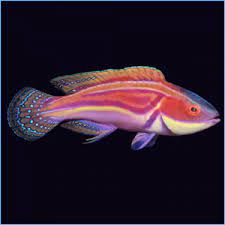 Laboute's Fairy Dwarf Parrot, Cirrhilabrus laboutei