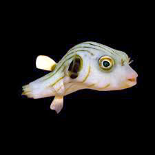 Lined Dogface Puffer, Arothron manilensis
