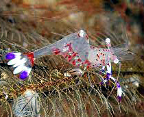 Glass Anemone Shrimp, Periclimenes holthuisi
