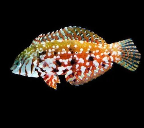 Jewelled Leopard Wrasse, Halichoeres lapillus