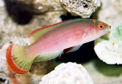 Pink Shimmering Wrasse (Cirrhilabrus rubrimarginatus)