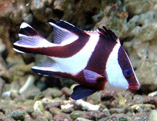 Emperor Snapper,  Lutjanus sebae