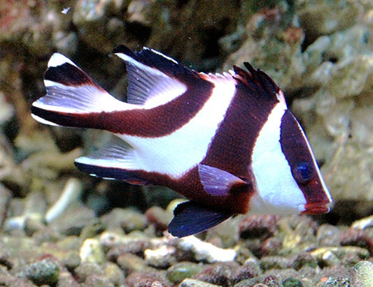 Emperor Snapper,  Lutjanus sebae