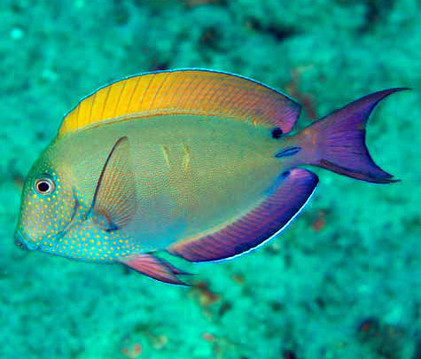 Lavender Tang, Acanthurus nigrofuscus