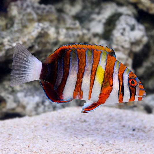 Harlequin Tuskfish, Choerodon fasciatus.