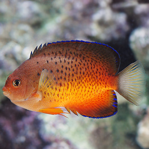 Rust Angel RUSTY ANGEL, CENTROPYGE FERRUGATUS – The Reef Experience