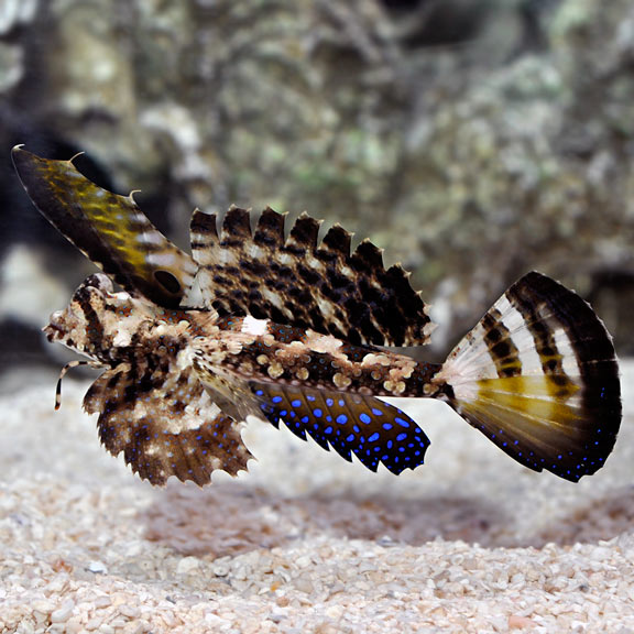 Fingered Dragonet, Dactylopus dactylopus