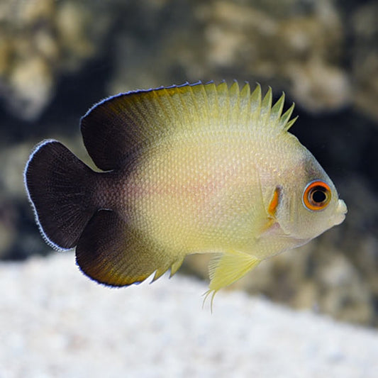 Half Black Angelfish, Centropyge vroliki