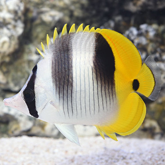 Double Saddle Butterflyfish, Chaetodon ulietensis