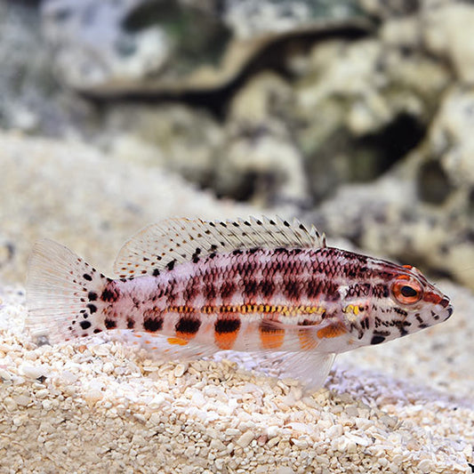 Lantern Bass,  Serranus baldwini