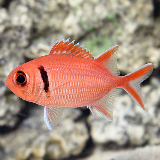 Big Eye Black Bar Squirrelfish, Myripristis sp