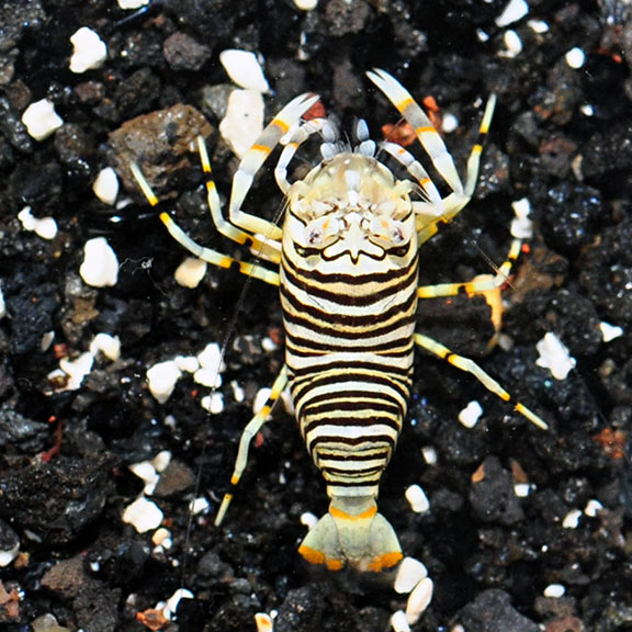 Bumble Bee Shrimp, Gnathophyllum americanum