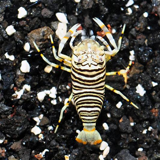Bumble Bee Shrimp, Gnathophyllum americanum