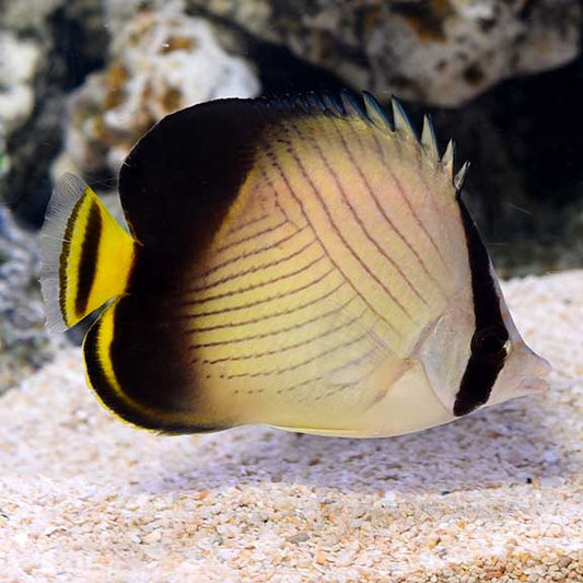 Indian Vagabond Butterflyfish, Chaetodon decussatus