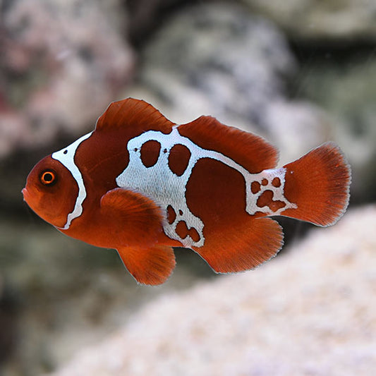 Lightning Maroon Clownfish, Premnas biaculeatus, (Premium grade A pair)