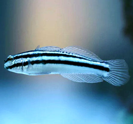 Links Goby, Amblygobius linki, ( captive bred)