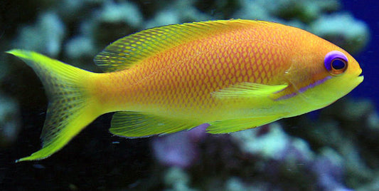 Lyretail Anthias,Pseudanthias squamipinnis 