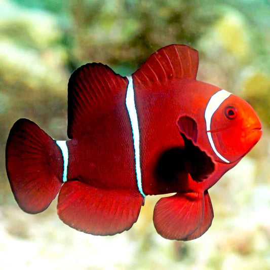 Maroon Clown, Premnas biaculeatus