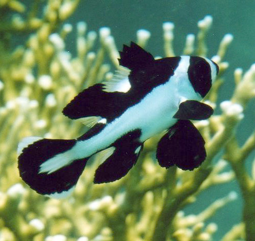 Macolor Sweetlips, Macolor macularis
