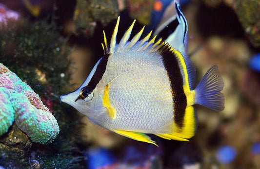 Longnose Marcella Butterflyfish, Prognathodes marcellae