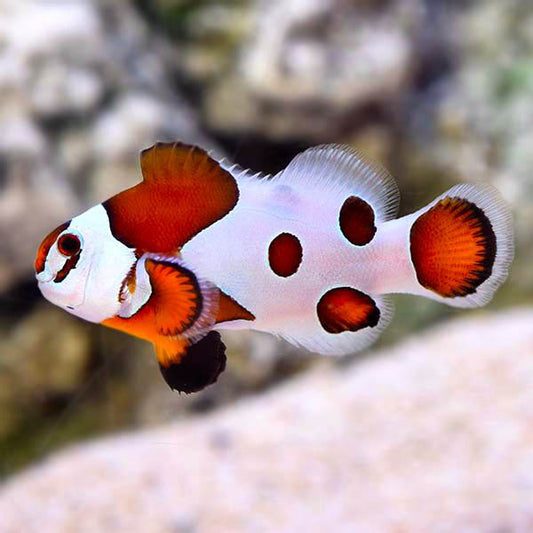 Mocha Storm Clownfish, Amphiprion ocellaris - Pairs