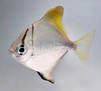 Silver Moony, Monodactylus argenteus