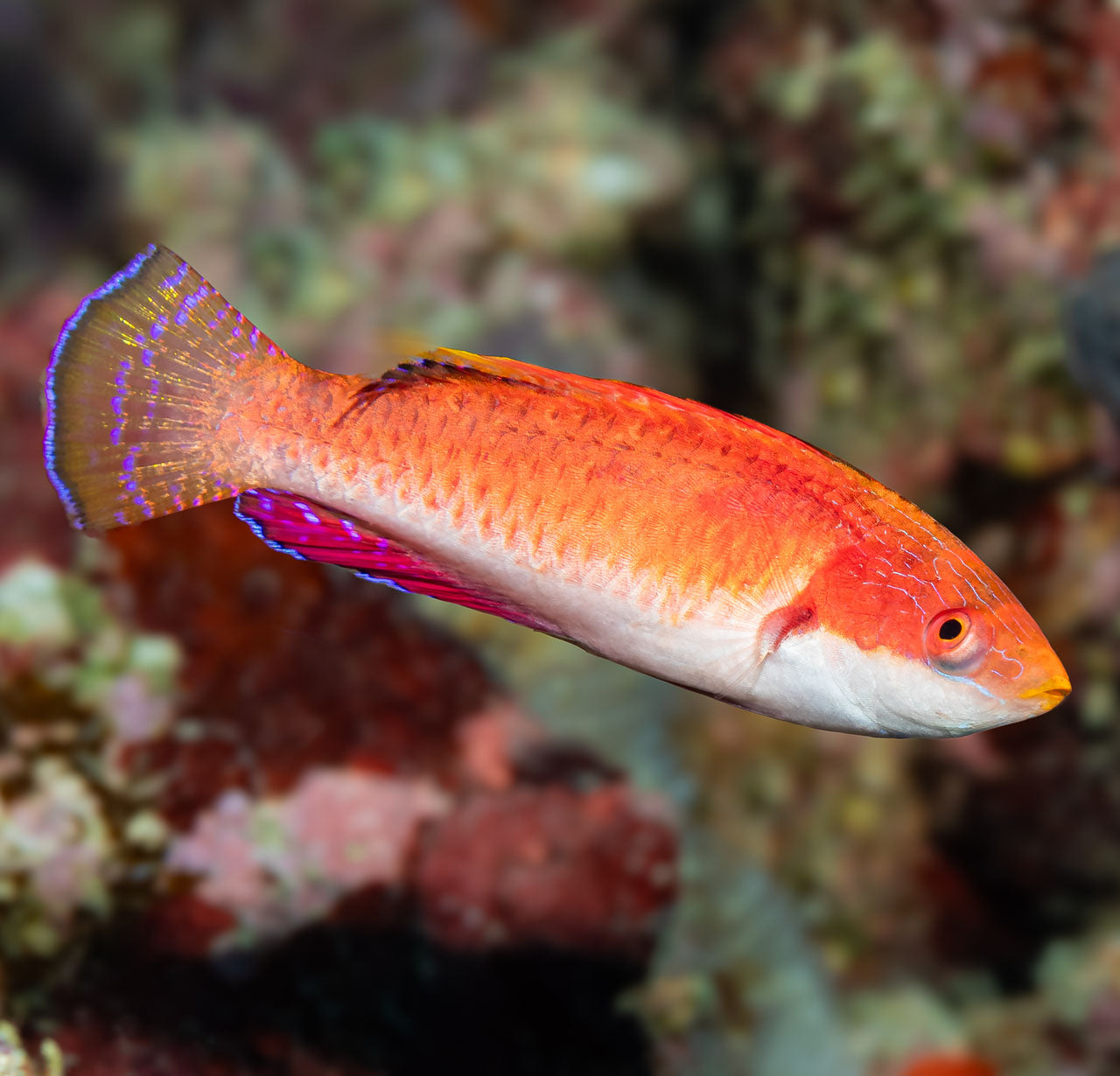 Tonozukai's Fairy Wrasse,  Cirrhilabrus tonozukai