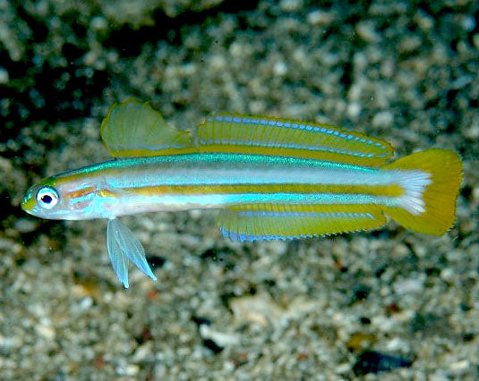 Orange stripe Gudgeon (Ptereleotris grammica)