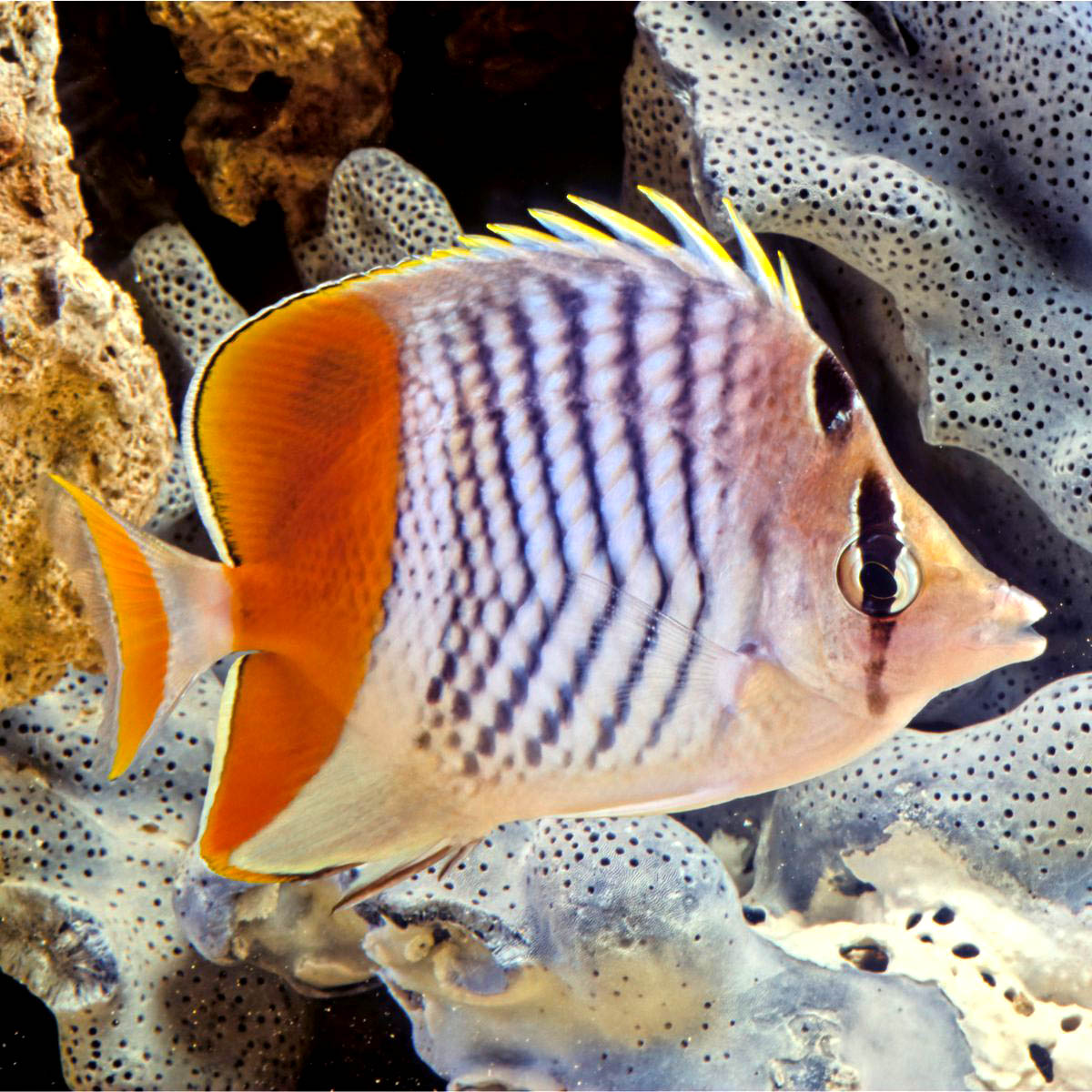 Pearlscale Butterfly - Red (Chaetodon madagascariensis)