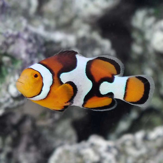 Picasso Clownfish, Amphiprion percula pairs