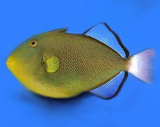 Pinktail Triggerfish (Melichthys vidua)