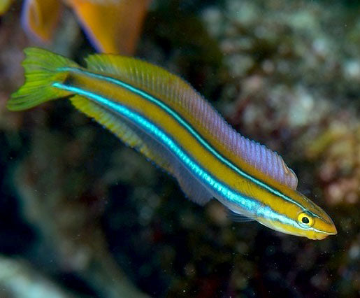 Bluestriped fangblenny, Plagiotremus rhinorhynchos