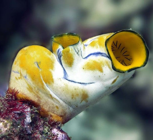 Golden Sea Squirt, Polycarpa Aurata