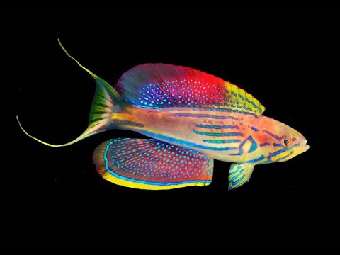 Madagascan Holy Grail Flasher Wrasse, Paracheilinus hemitaeniatus Pair