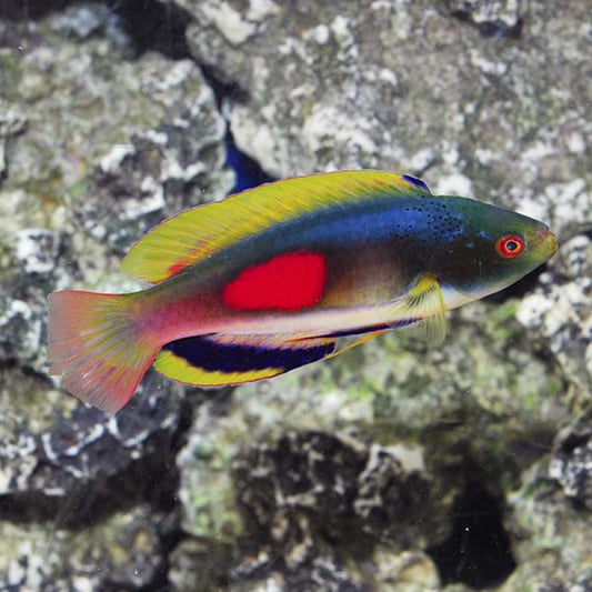 Fijian Velvet Dwarf Parrot Wrasse, Cirrhilabrus scottorum.