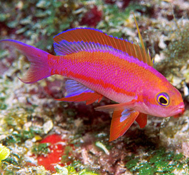 Randall's Anthias (Pseudanthias randalli) (male)