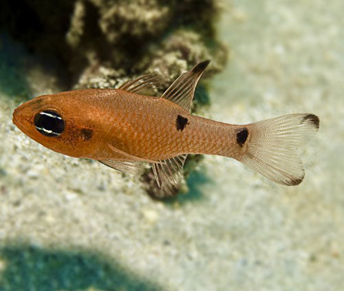 Red Cardinal, Apogon pseudomaculatus