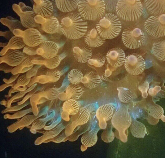 Bubbletip Anemone