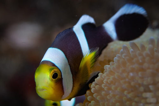 Saddleback Clownfish, Amphiprion polymnus