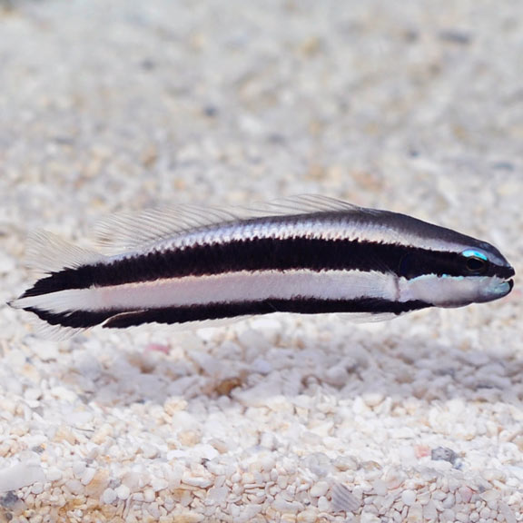 Minstrel Dottyback, Pseudochromis sankeyi