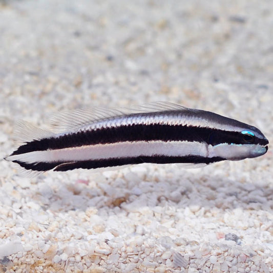 Minstrel Dottyback, Pseudochromis sankeyi