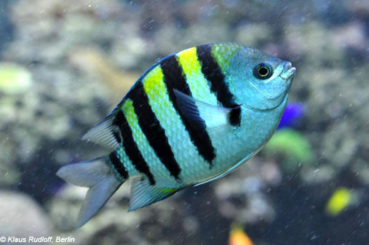 Sergeant Major Damsel,  Chromis Abudefduf Saxatilis