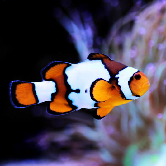 Orange Snowflake Clownfish, Amphiprion ocellaris - Pair