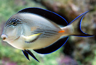 Sohal Tang, Acanthurus sohal