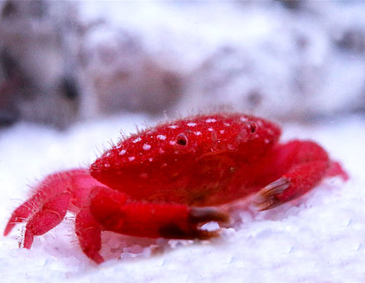 Strawberry Crab,  Liomera sp